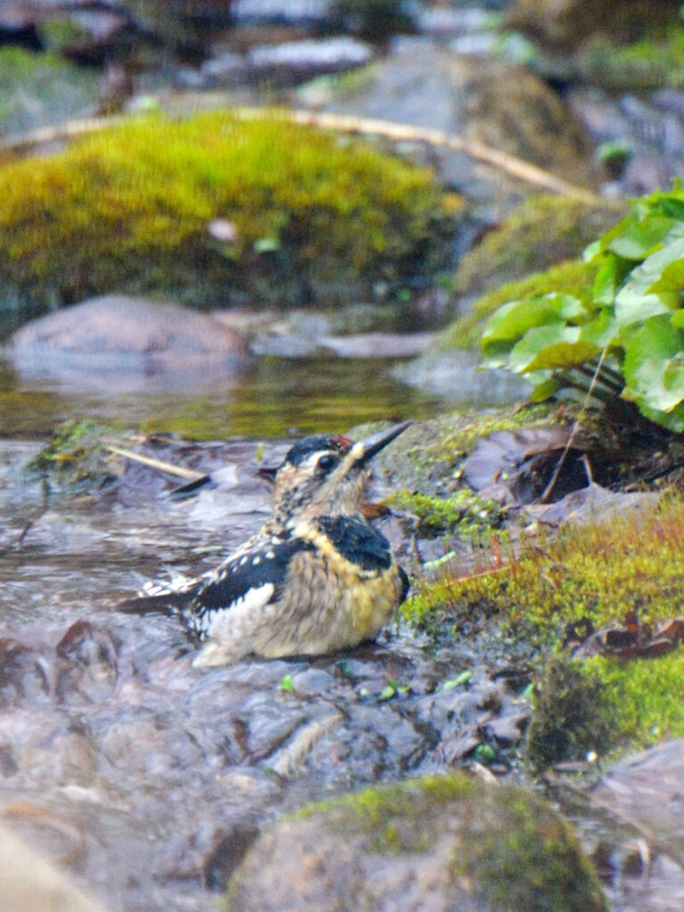 Yellow-bellied sapsucker bathing in the stream