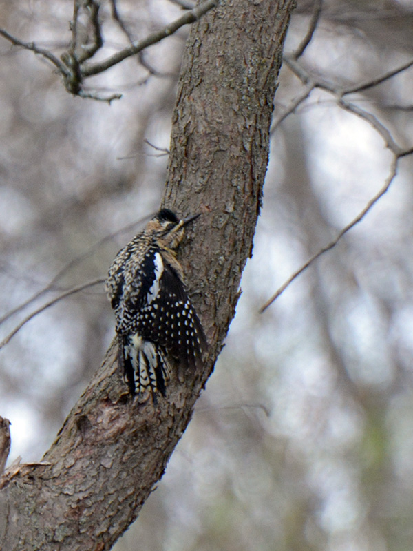 Yellow-bellied sapsucker sunning