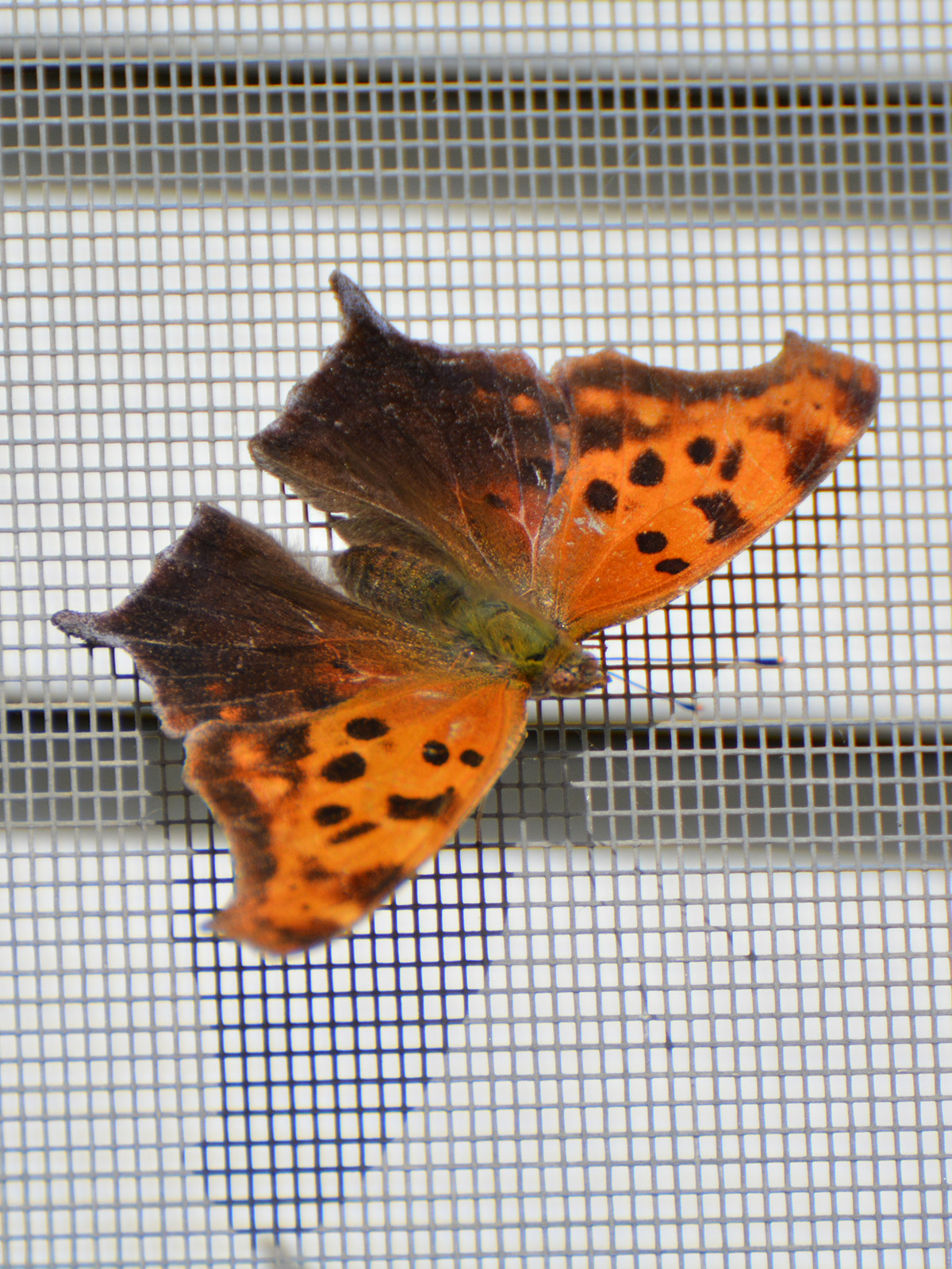 Comma butterfly on our screen porch