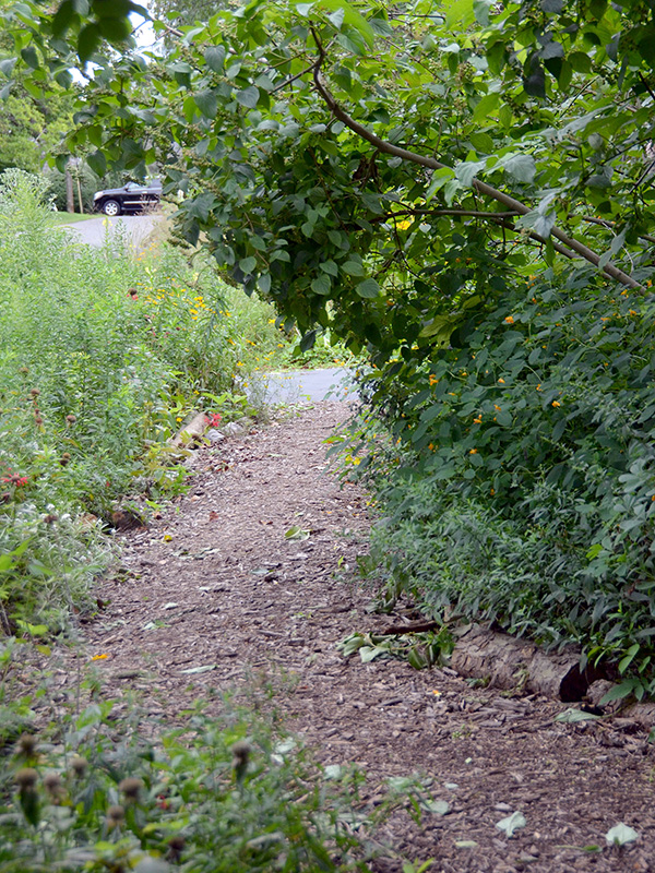 Path showing logs covered up ©Janet Allen