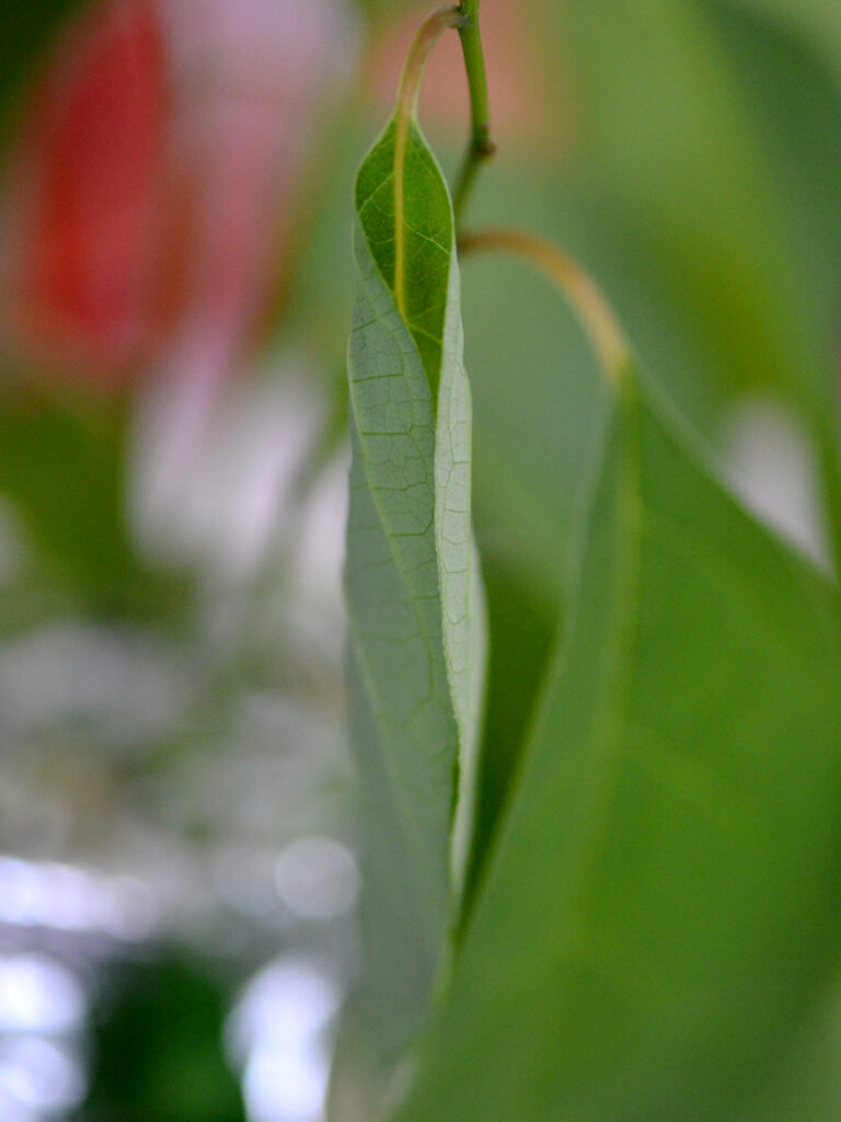 Folded leaf created by a spicebush swallowtail caterpillar