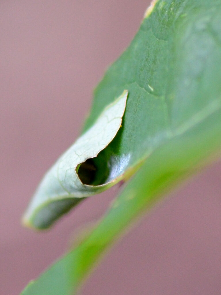 Spicebush swallowtail caterpillar inside a folded leaf
