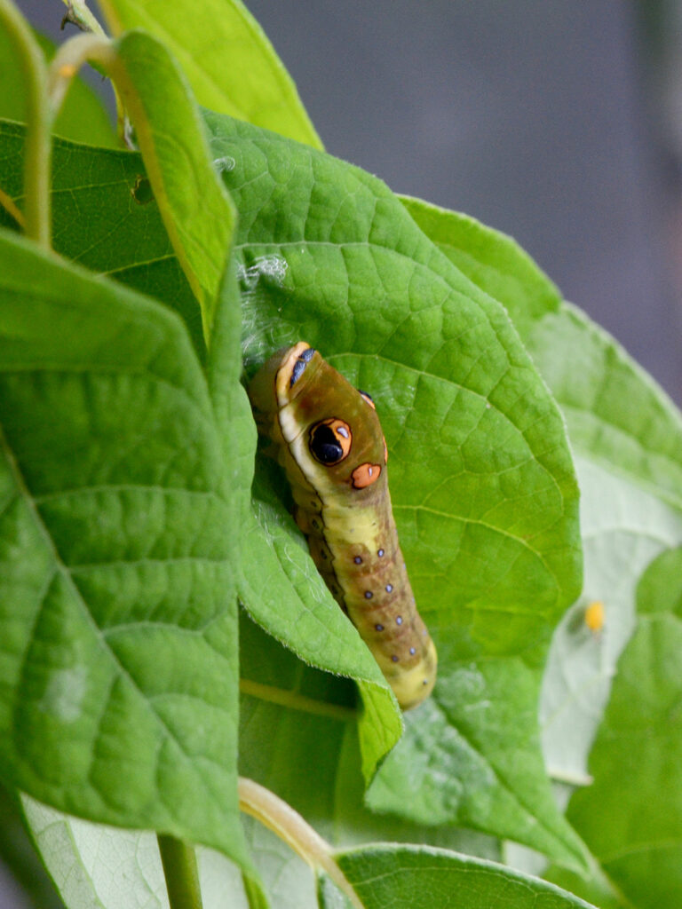 Spicebush swallowtail caterpillar creating its folded leaf