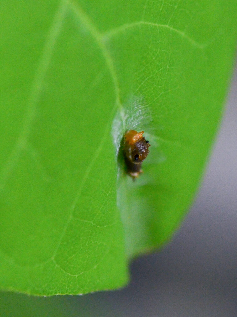 Spicebush swallowtail caterpillar adding silk to a leaf