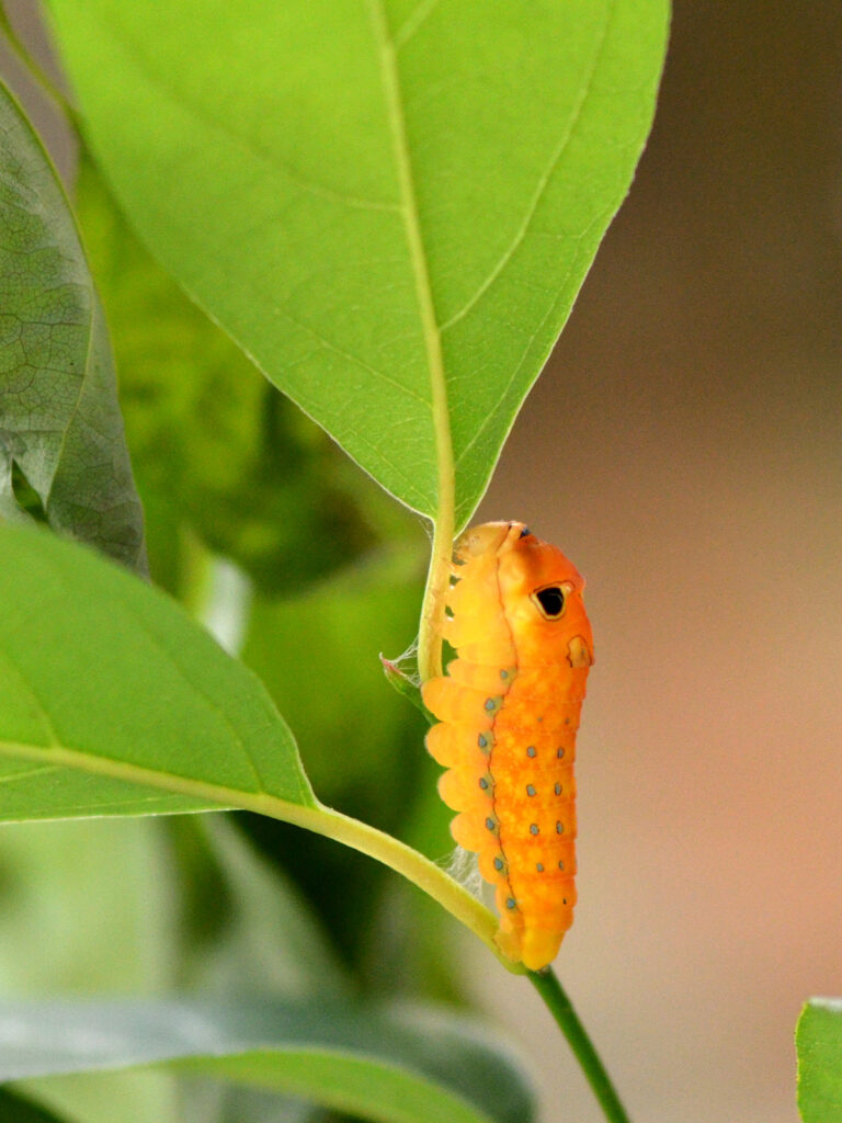 Spicebush swallowtail caterpillar