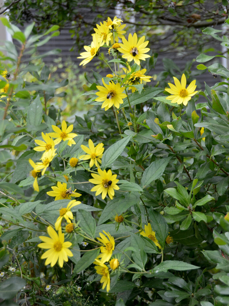 Bees nectaring on woodland sunflower