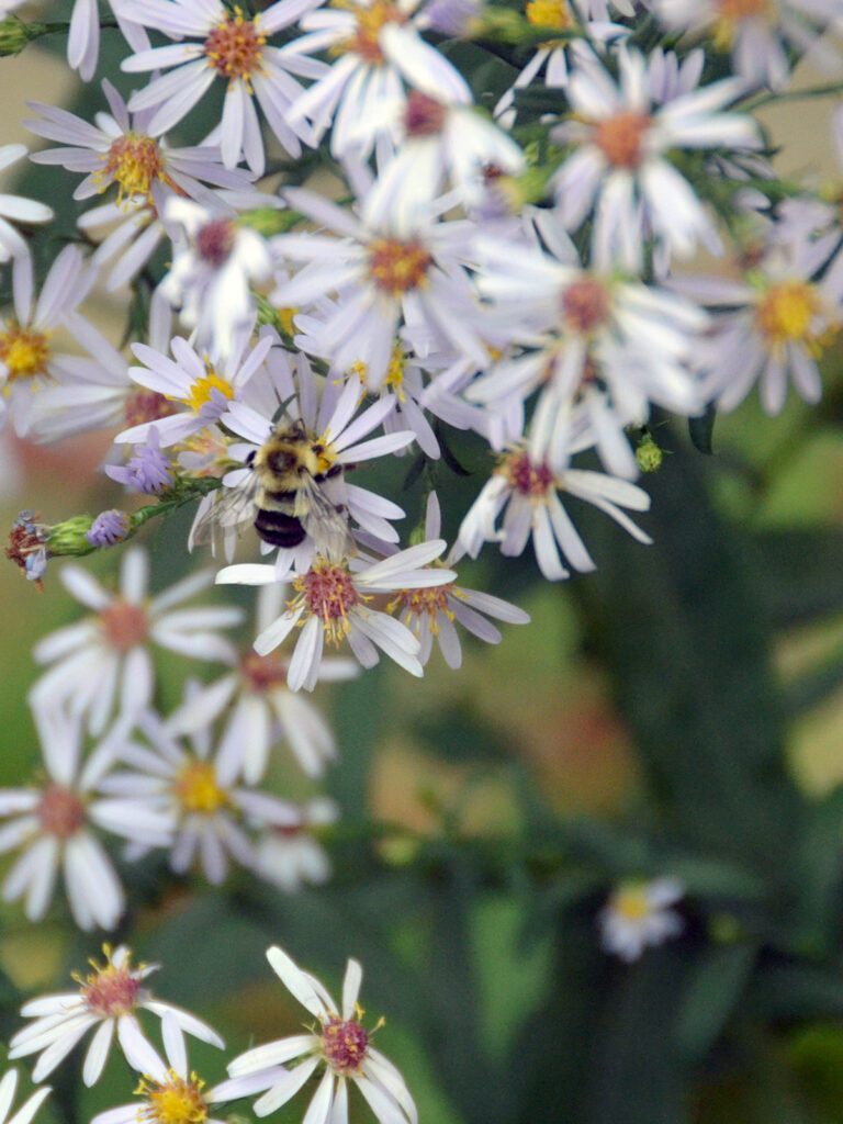 Bee nectaring on aster