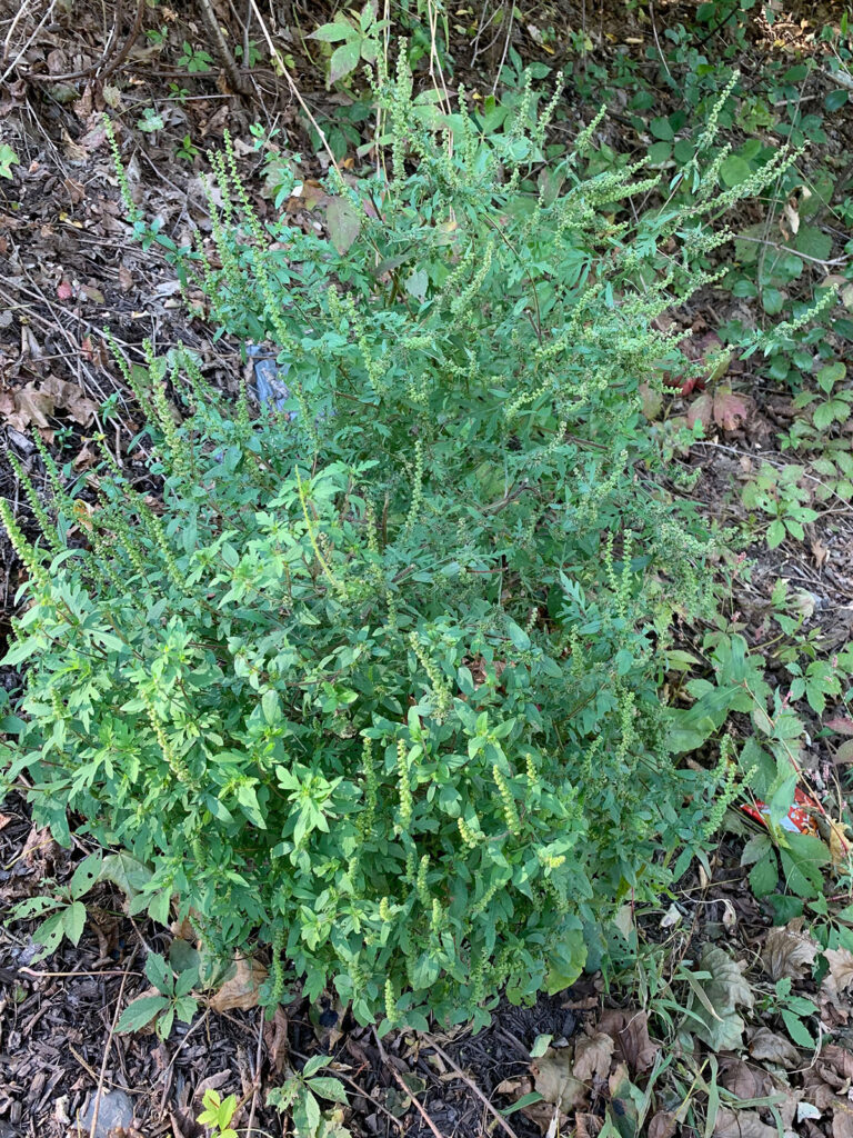 Ragweed spreads a lot of pollen