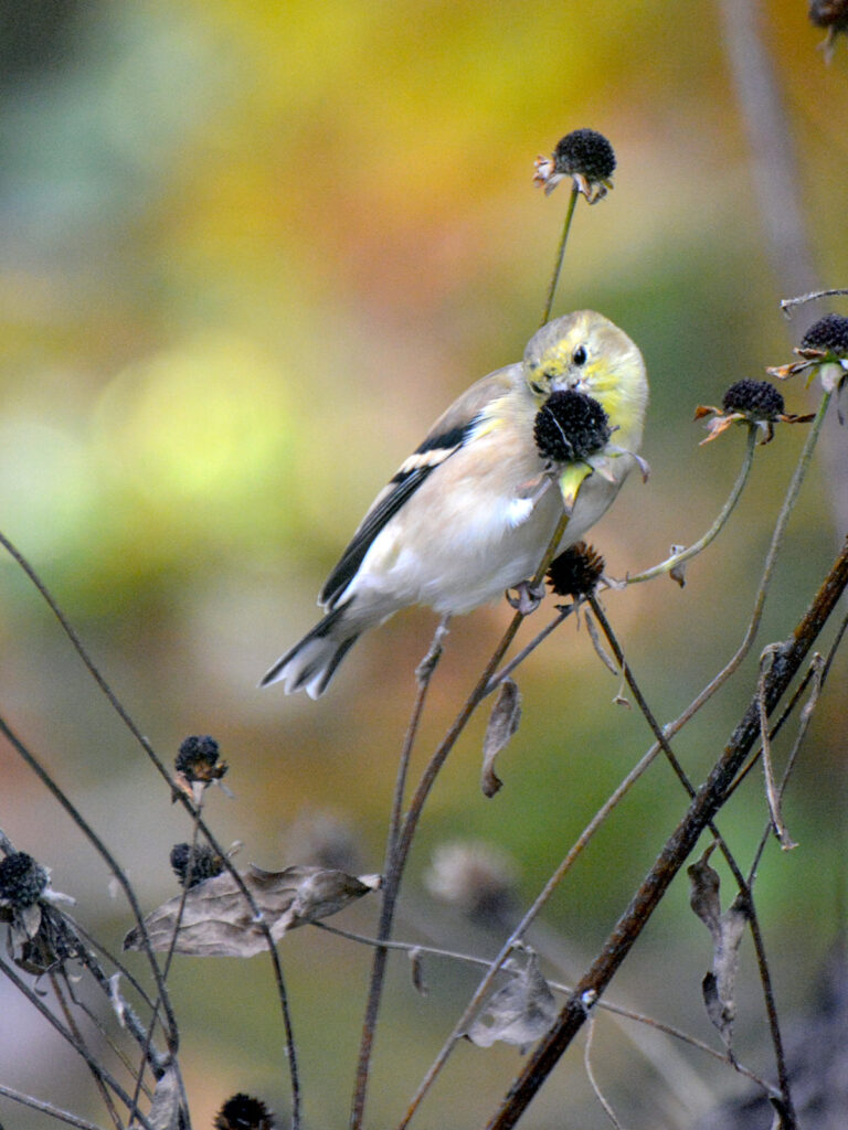 Goldfinch eating R. triloba seeds