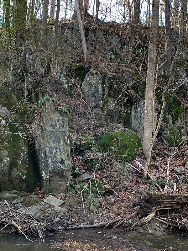 Creekside forest along stream in December