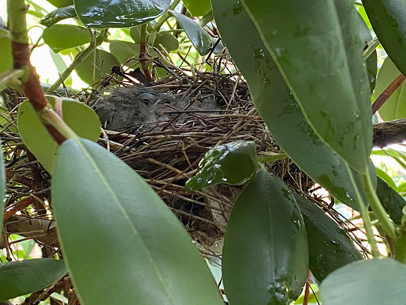 Cardinal baby in nest