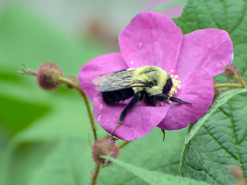 Bumblebee nectaring at a flowering raspberry