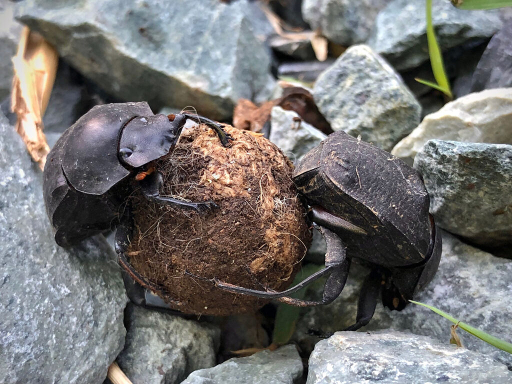 Dung beetles