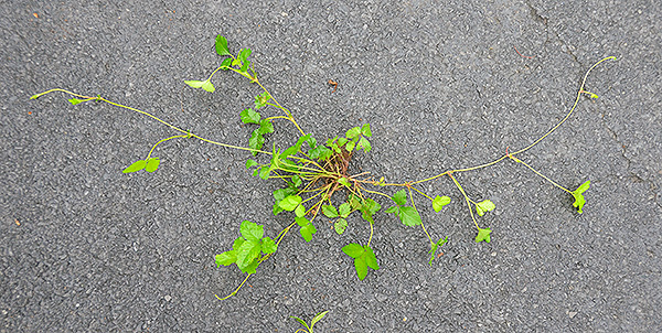 Mock strawberry roots