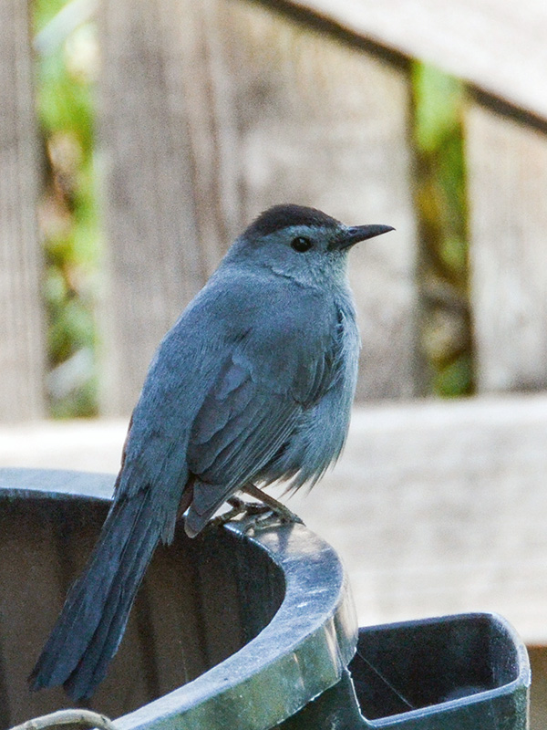 Catbird mourning