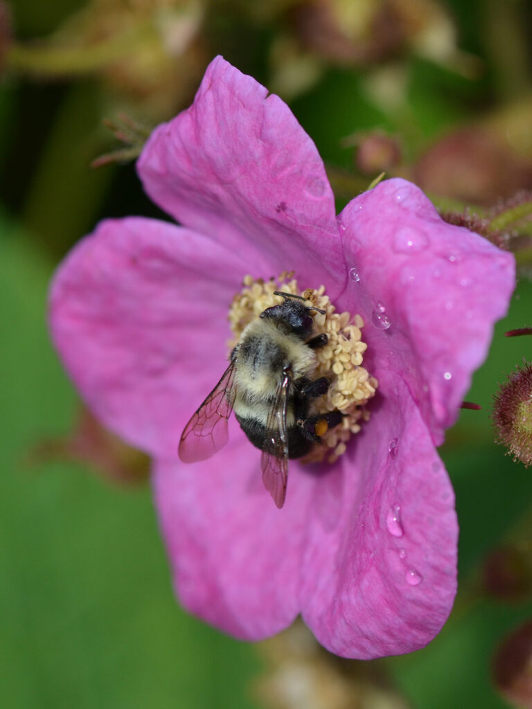 Bumble bee on flowering raspberry
