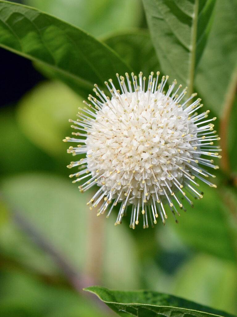 Buttonbush flower