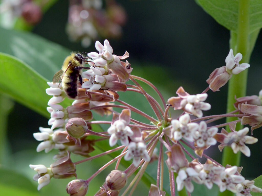 Bee nectaring on common milkweed