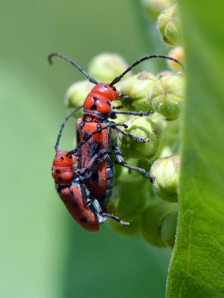 Milkweed longhorn beetle