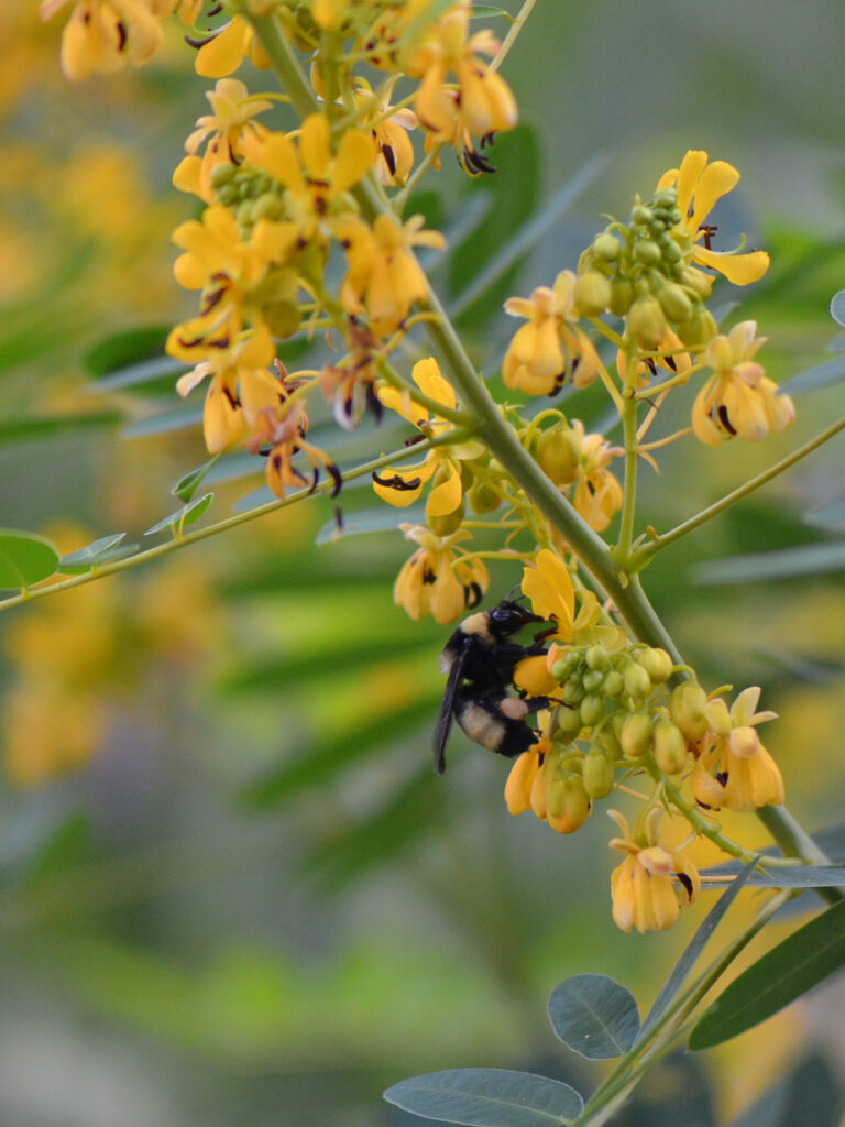 Bee nectaring on senna