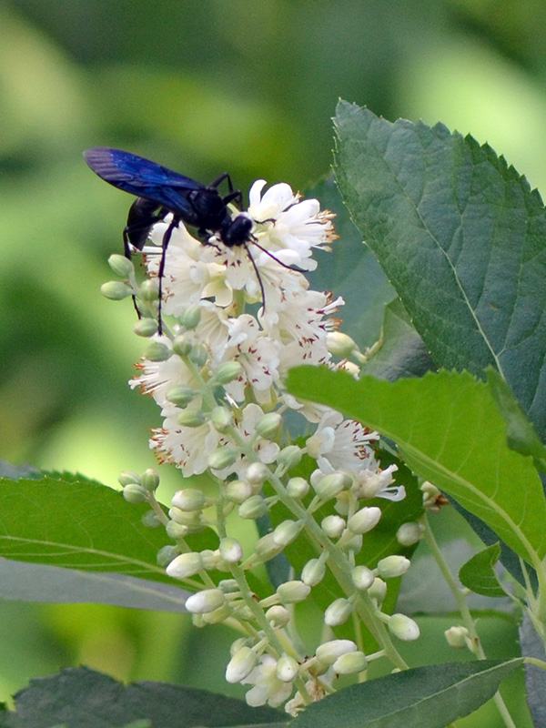 Great black wasp on clethra