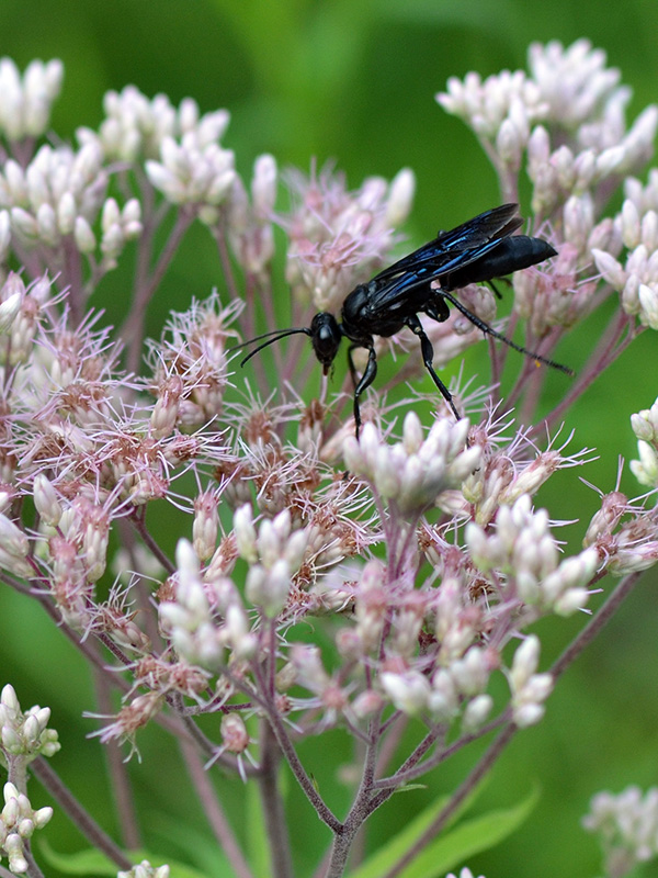 Great black wasp on joe-pye
