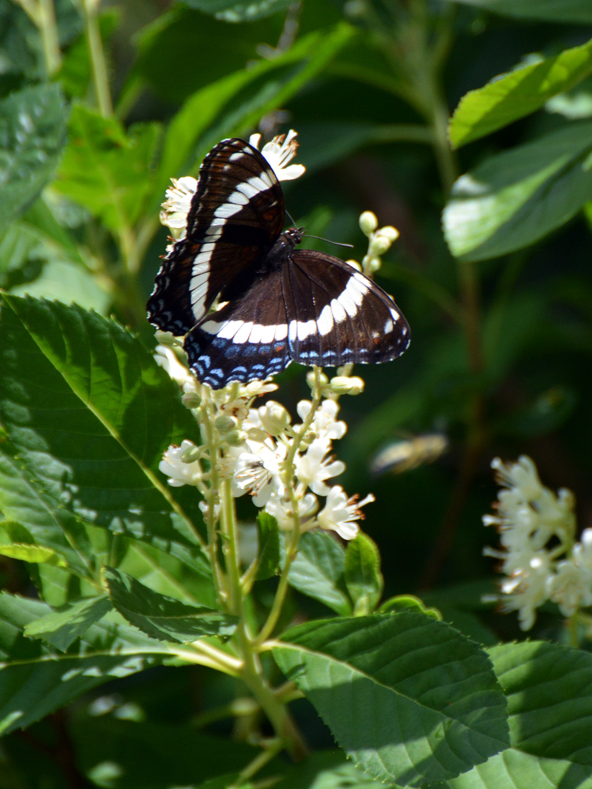 White admiral on clethra