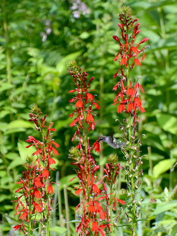Cardinal flower lobelia with hummingbird ©Janet Allen