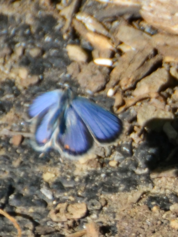 Eastern tailed blue