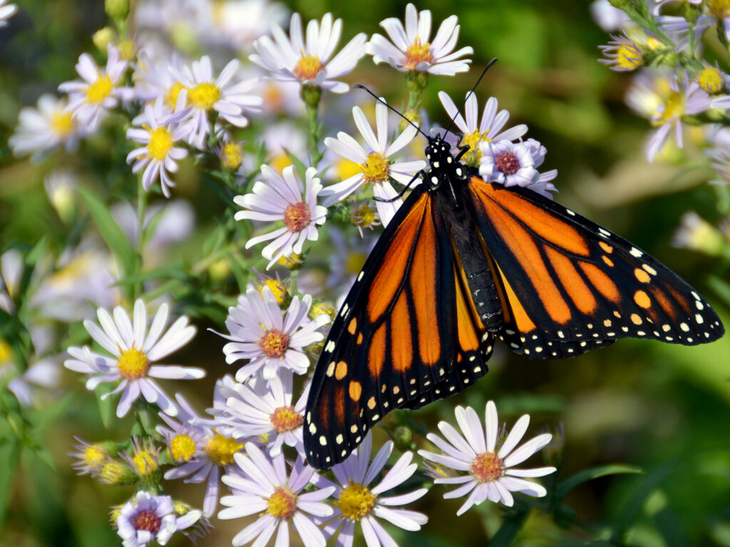 Monarch getting fall nectar from an aster