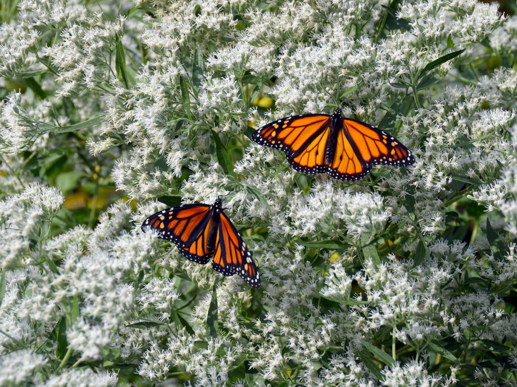 Monarchs nectaring on late boneset