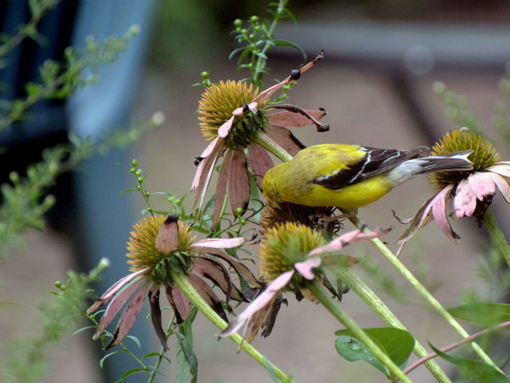 Goldfinch eating coneflower seeds