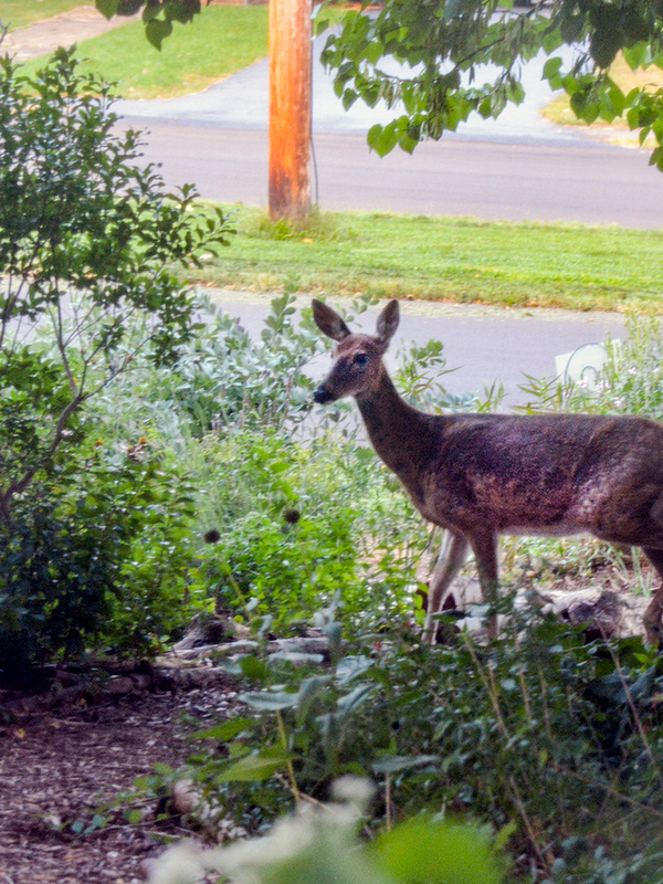 Deer on our front path