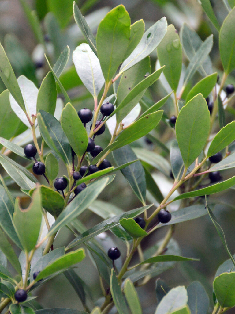 Inkberry berries