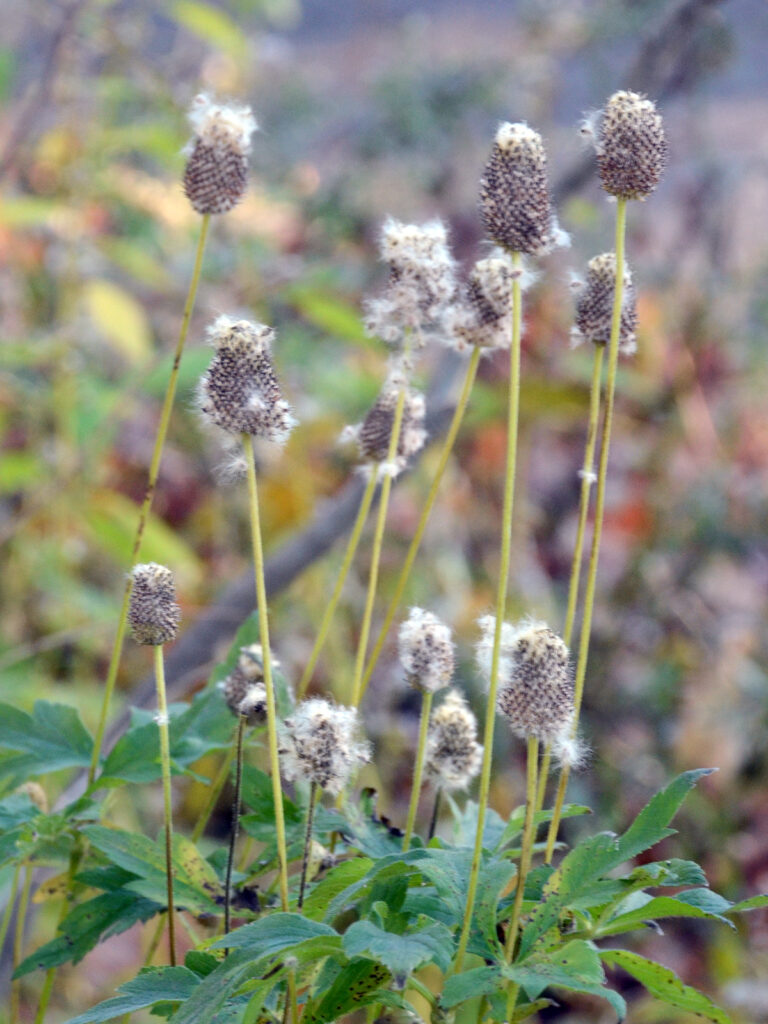 Thimbleweed seedheads