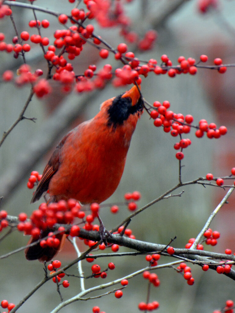 Cardinal eating winterberry berries