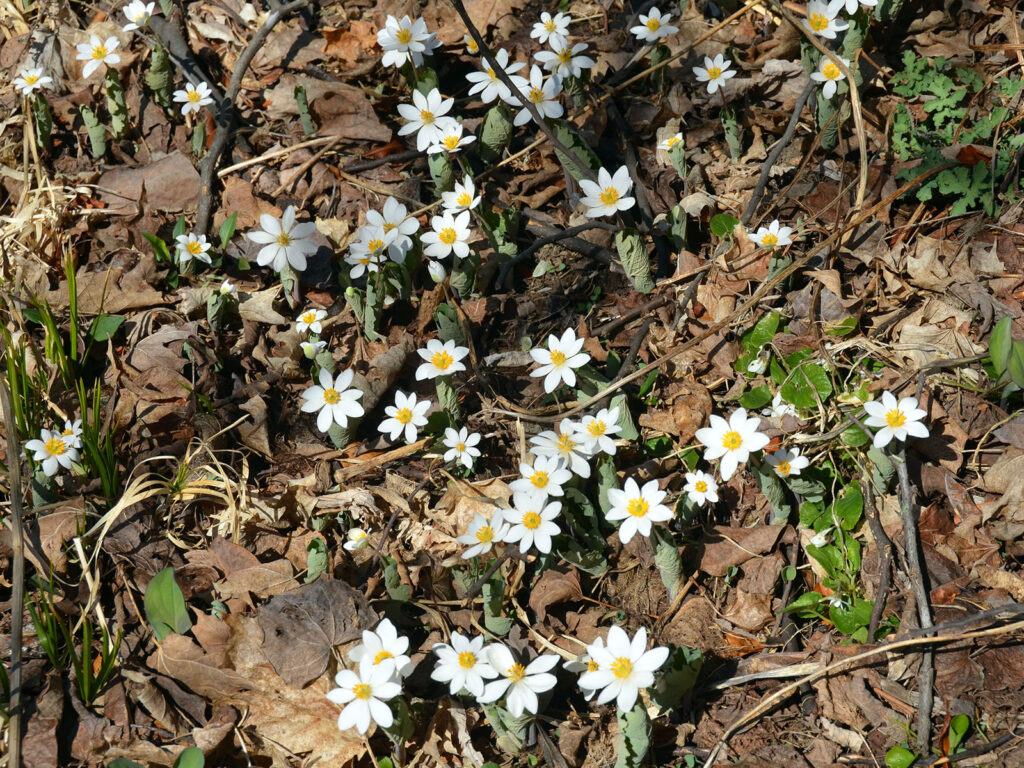 Bloodroot single-flowered species