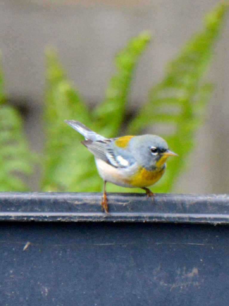 Parula warbler