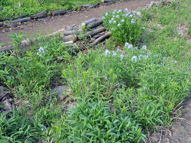 Roadside bed in spring