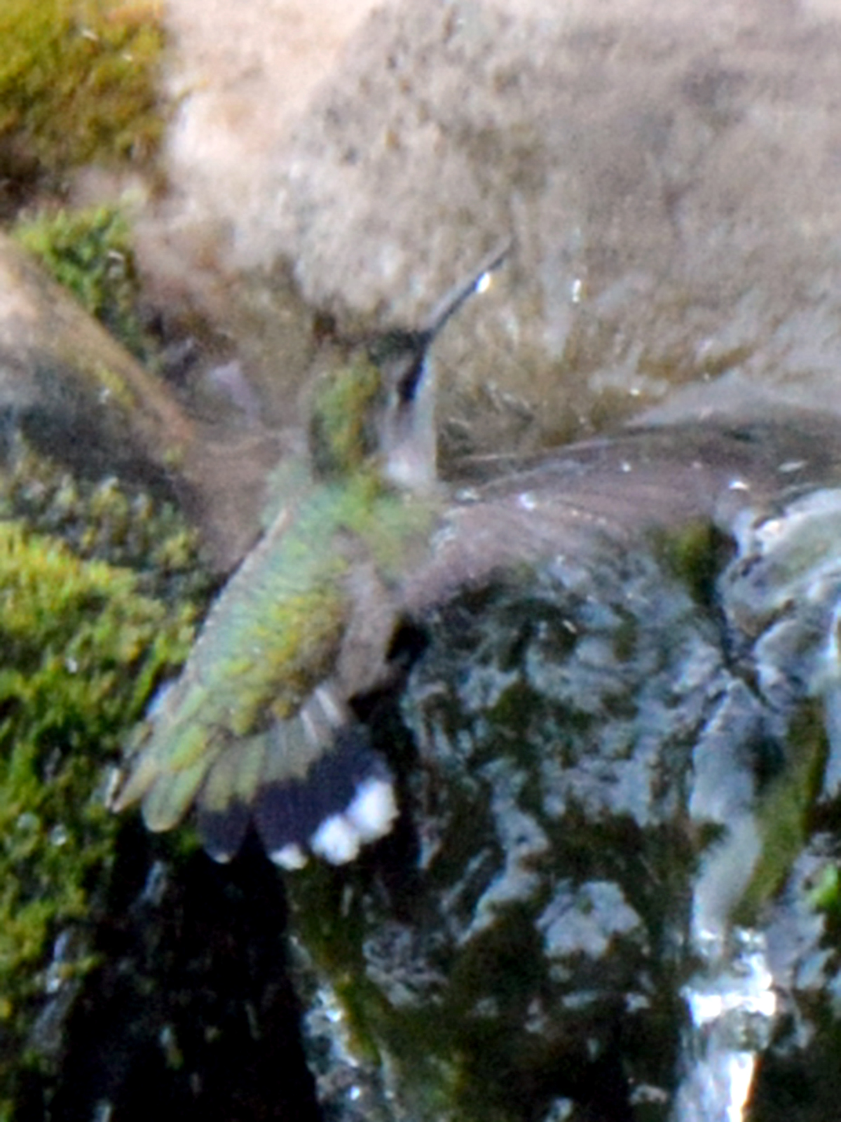 Hummingbird bathing in stream's waterfall