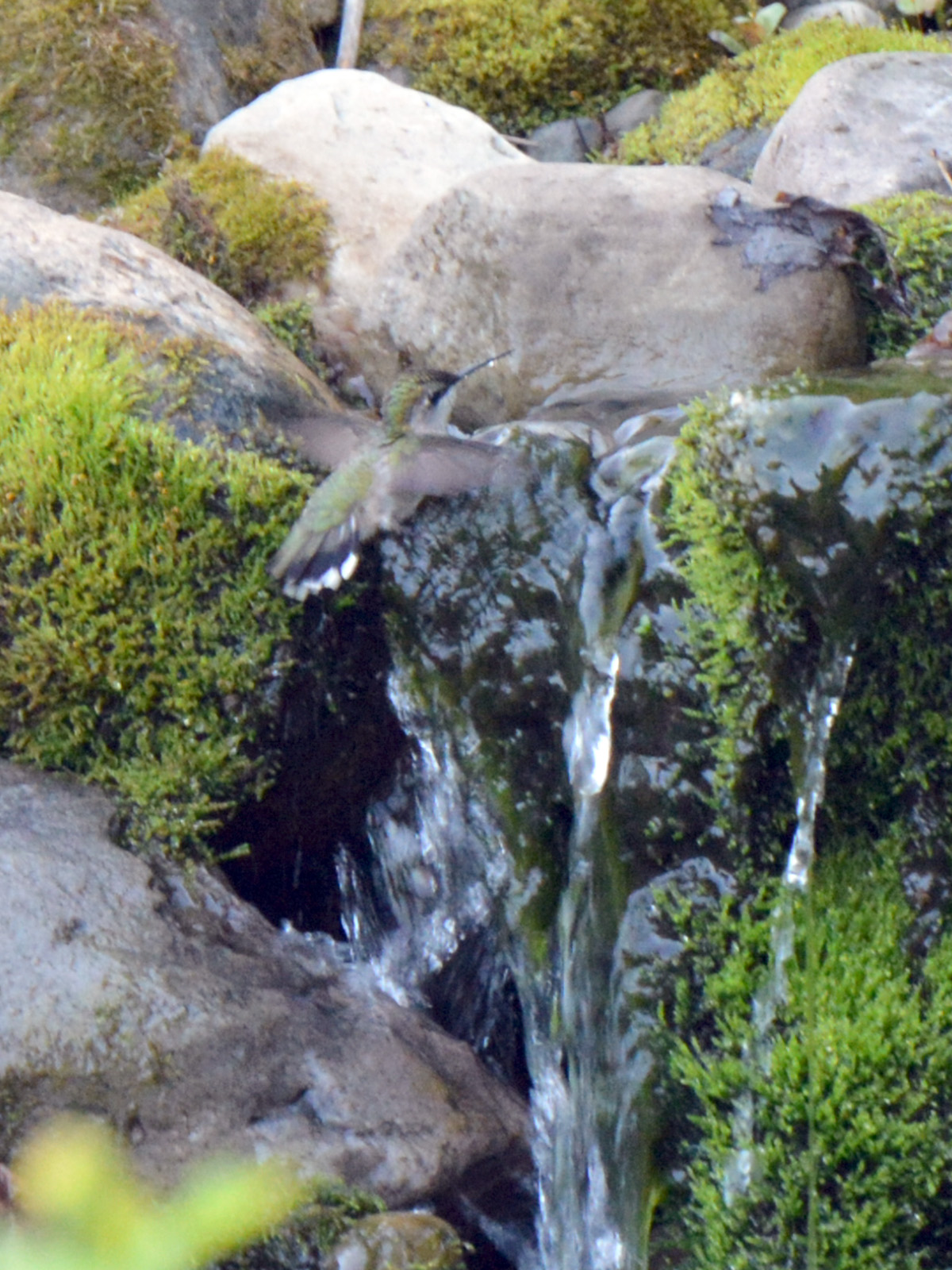 Hummingbird bathing in stream's waterfall