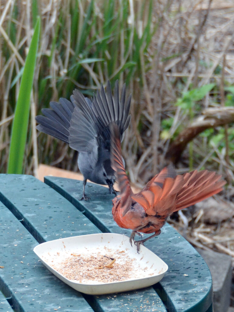 Cardinal and catbird fighting for food