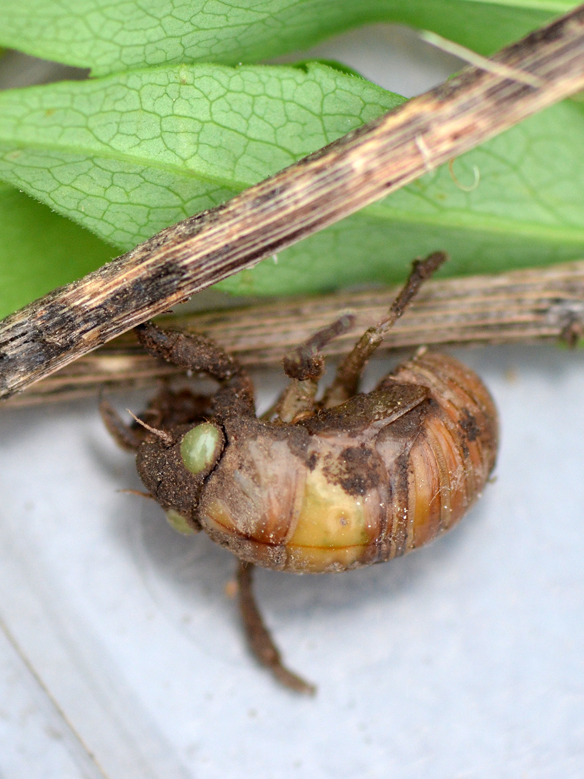 Cicada larva