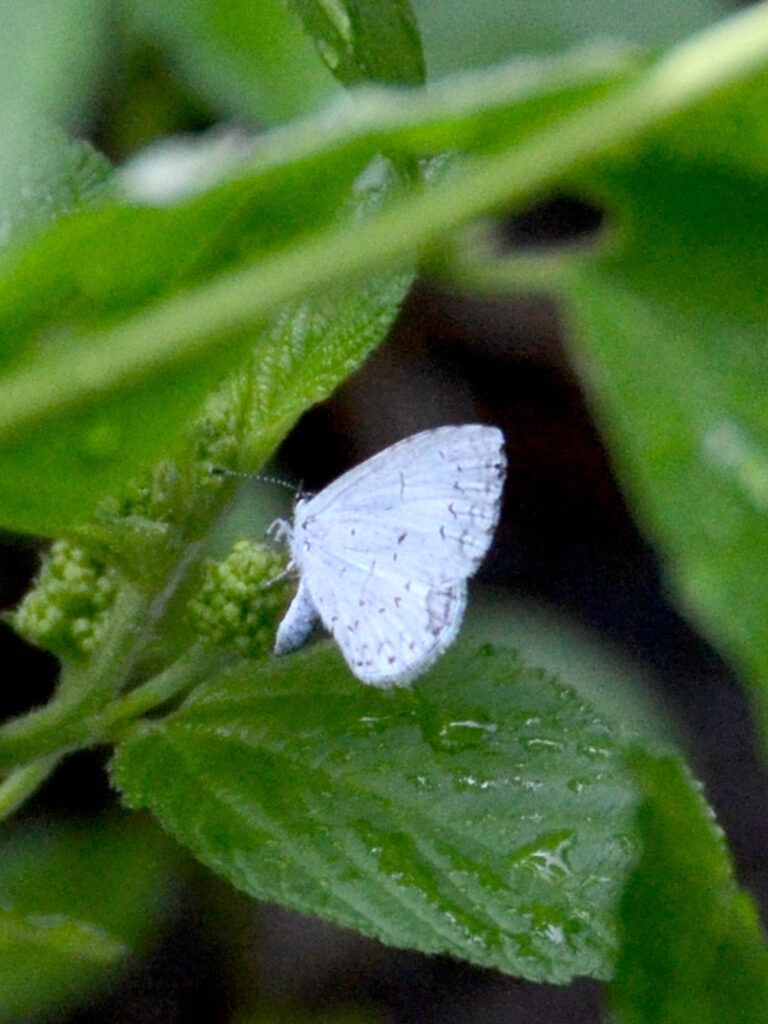 Spring azure laying eggs on New Jersey tea