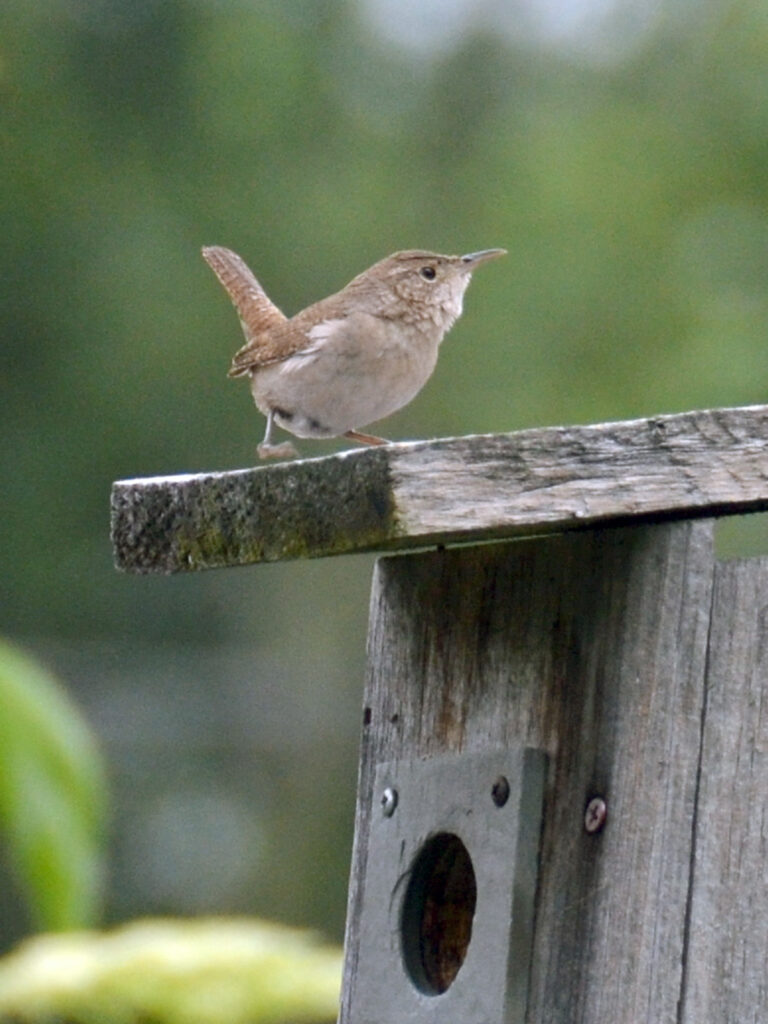 House wren