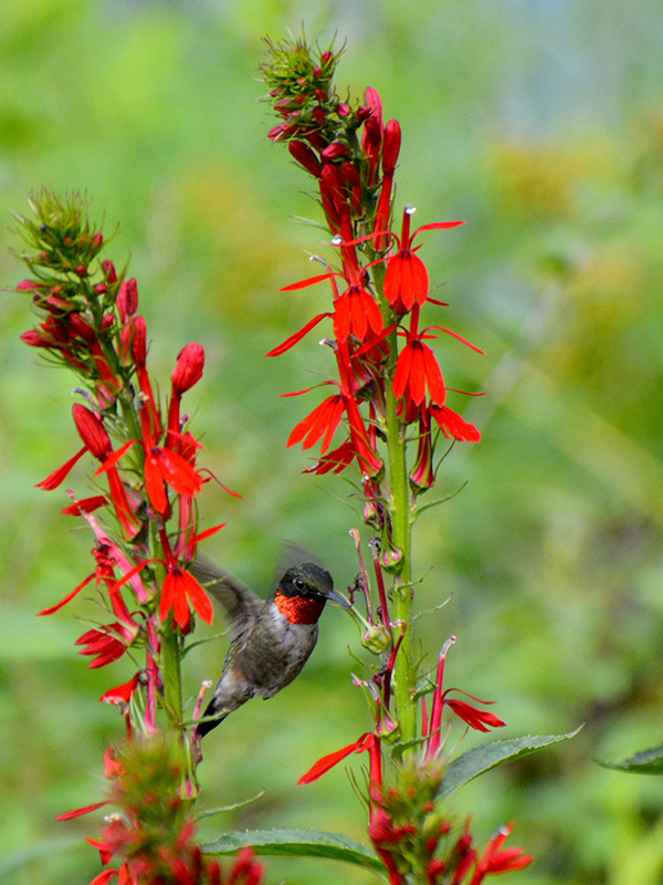 Male hummer and cardinal flower