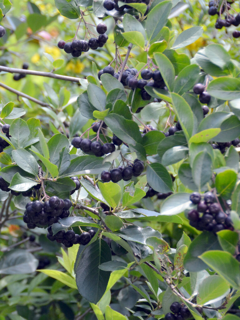 Black chokeberry berries