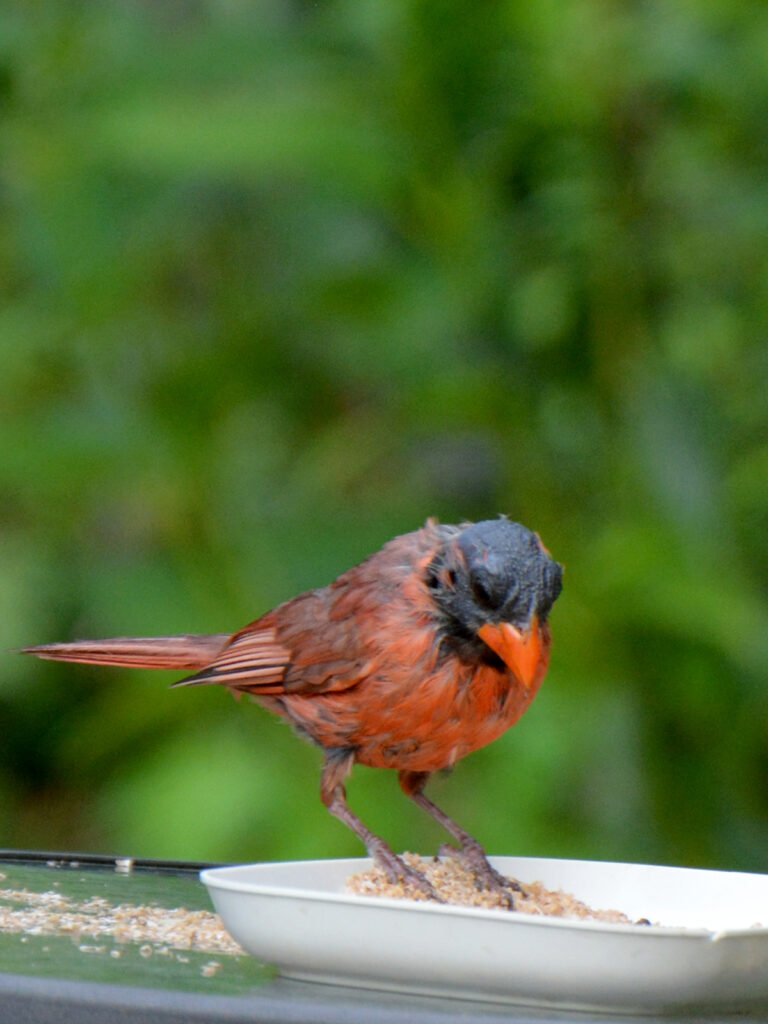 Bald cardinal