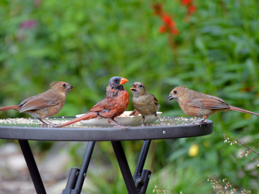 Bald cardinal feeding babies