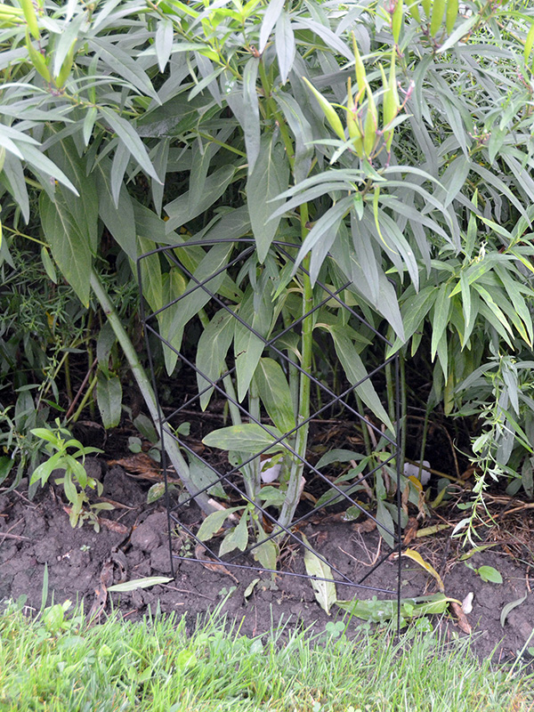 A section of fencing along the plant border